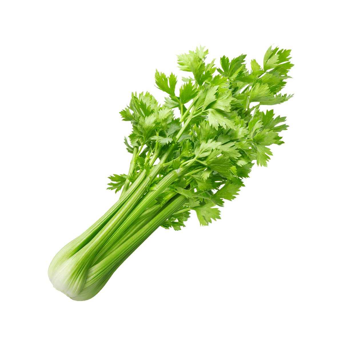 Celer-Frut kg/ (PLU: 309)